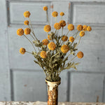 Fall Wind Dancer Bush - Napa Valley Wildflower Co.