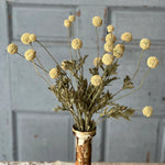 Fall Wind Dancer Bush - Napa Valley Wildflower Co.