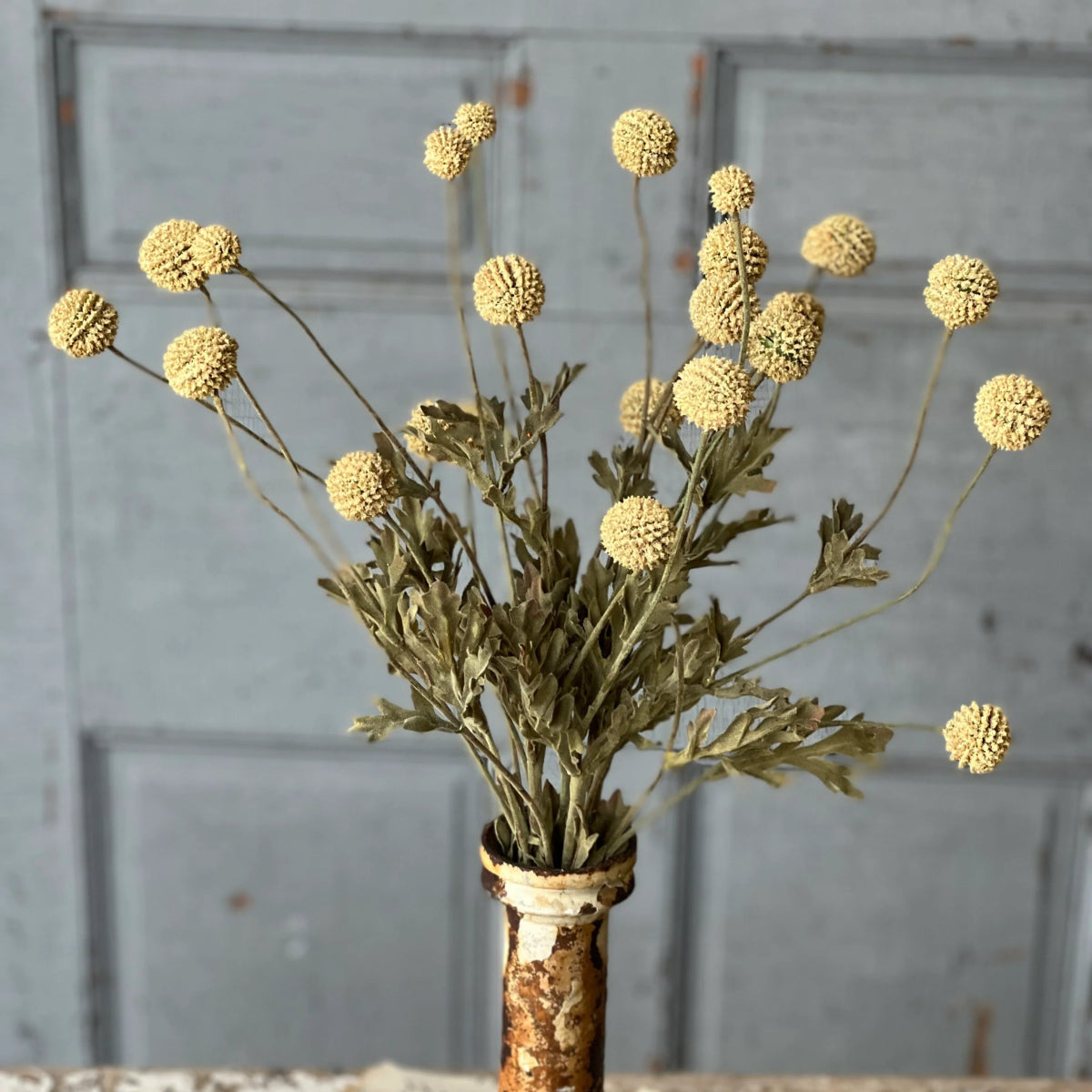 Fall Wind Dancer Bush - Napa Valley Wildflower Co.