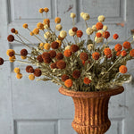 Fall Wind Dancer Bush - Napa Valley Wildflower Co.