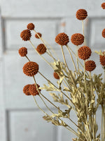 Fall Wind Dancer Bush - Napa Valley Wildflower Co.