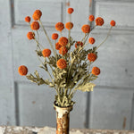 Fall Wind Dancer Bush - Napa Valley Wildflower Co.