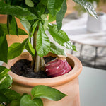 Glazed Terracotta Watering Bulbs (10oz) - Napa Valley Wildflower Co.