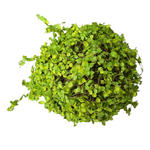 Green Moss Orb Decorative Accent - Napa Valley Wildflower Co.