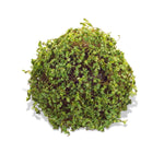 Green Moss Orb Decorative Accent - Napa Valley Wildflower Co.