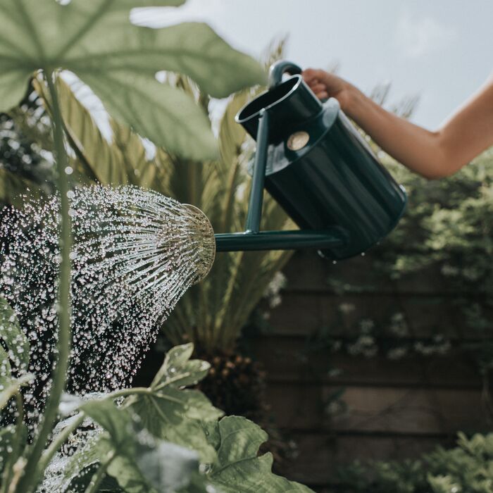 Haws Bearwood Brook Watering Can - Napa Valley Wildflower Co.
