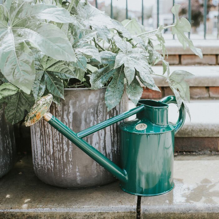 Haws Bearwood Brook Watering Can - Napa Valley Wildflower Co.