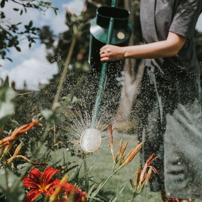 Haws Warley Fall - Watering Can - Napa Valley Wildflower Co.