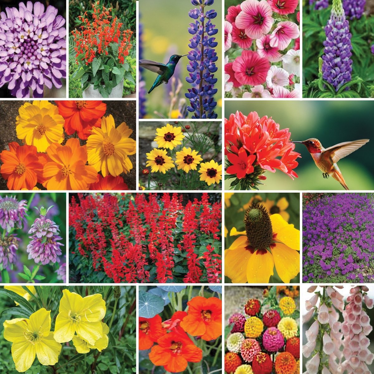 hummingbird garden seeds Hummingbird Garden Wildflower Seed Blend