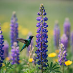 Hummingbird Wildflower Seed Blend 375ml - Napa Valley Wildflower Co.