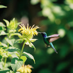 Hummingbird Wildflower Seed Blend 375ml - Napa Valley Wildflower Co.