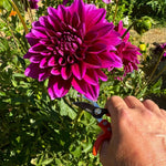 Mini Hand Pruner Gift Set - Ergonomic Pruners - Napa Valley Wildflower Co.