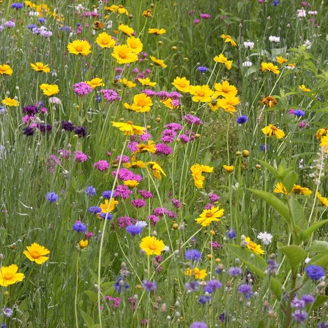Deluxe Mixed Wildflower Seed Garden. Field of colorful wildflowers including yellow, purple, and white flowers.