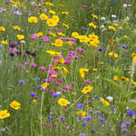 Deluxe Mixed Wildflower Seed Garden. Field of colorful wildflowers including yellow, purple, and white flowers.