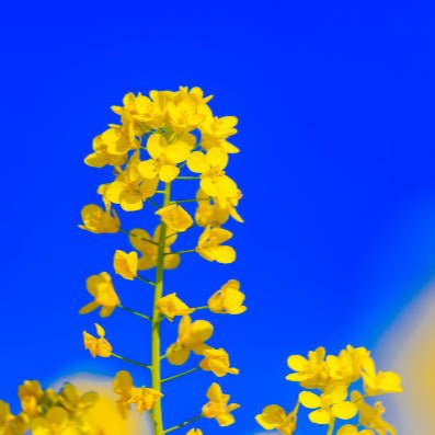 Mustard Seed Blend 375ml - Napa Valley Wildflower Co.