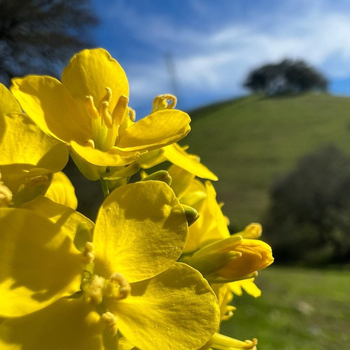 Mustard Seed Blend 375ml - Napa Valley Wildflower Co.