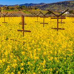Mustard Seed Blend 375ml - Napa Valley Wildflower Co.