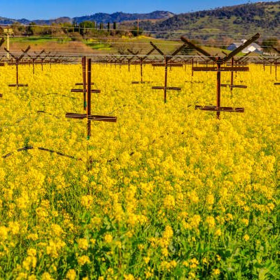 Mustard Seed Blend 375ml - Napa Valley Wildflower Co.