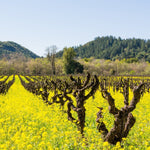 Mustard Seed Blend 375ml - Napa Valley Wildflower Co.