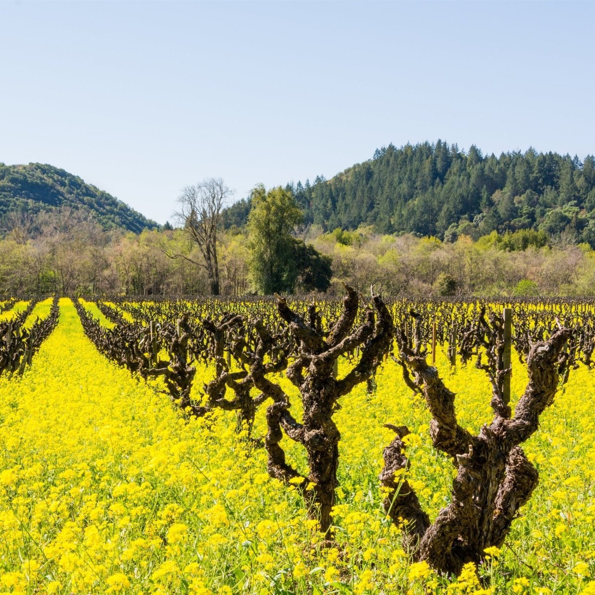 Mustard Cover Crop Seed Blend A very old vineyard with mustard blooms throughout all of the vines with hills in the background of a sunny blue sky day