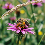 Pollinator Wildflower Seed Blend 375ml - Napa Valley Wildflower Co.