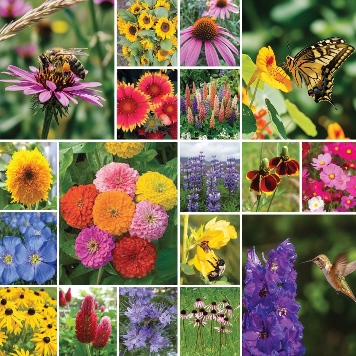 pollinator wildflower seed mix Pollinator Garden Wildflower Seed Blend 375-mL
