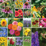 Pollinator Wildflower Seed Blend 375ml - Napa Valley Wildflower Co.