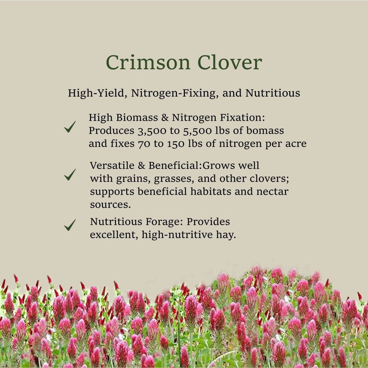 Premium Crimson Clover Cover Crop Seed - 1 oz. (Trifolium Incarnatum) - Napa Valley Wildflower Co.