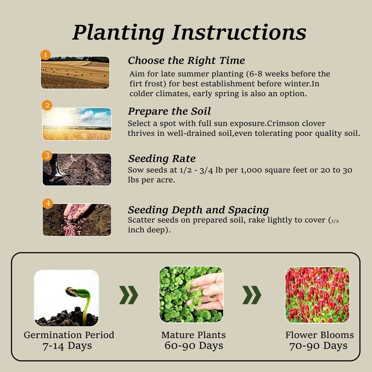 Premium Crimson Clover Cover Crop Seed - 1 oz. (Trifolium Incarnatum) - Napa Valley Wildflower Co.