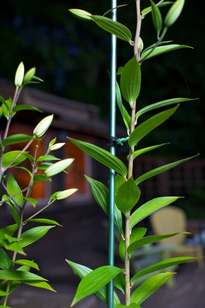 Premium Grow Stake – Telescoping 3' to 5' Plant Support - Napa Valley Wildflower Co.