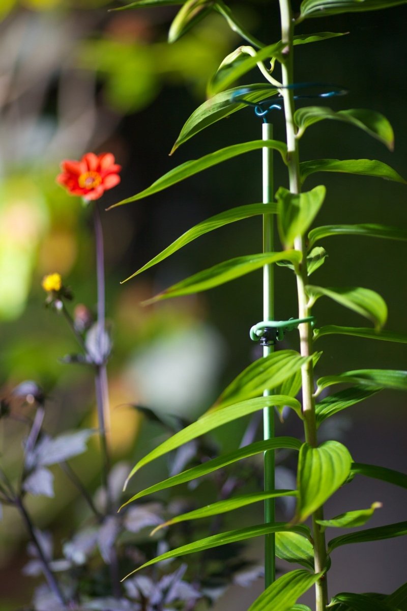 Premium Grow Stake – Telescoping 3' to 5' Plant Support - Napa Valley Wildflower Co.