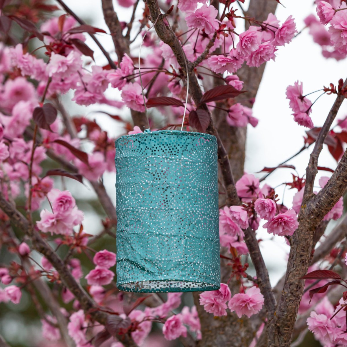 Soji™ Stella Cylinder 7.5" Solar Lantern - Napa Valley Wildflower Co.