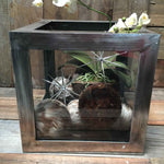 Steel & Glass Terrarium Box | Hand - Welded Display Planter 12” - Napa Valley Wildflower Co.