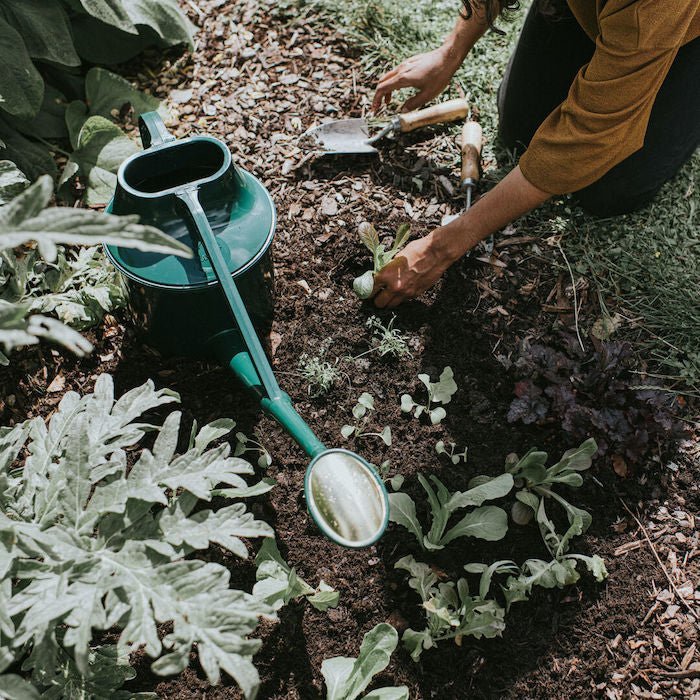 The Haws Cradley Cascader Watering Can - Napa Valley Wildflower Co.