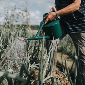 The Haws Cradley Deluxe Watering Can - Napa Valley Wildflower Co.