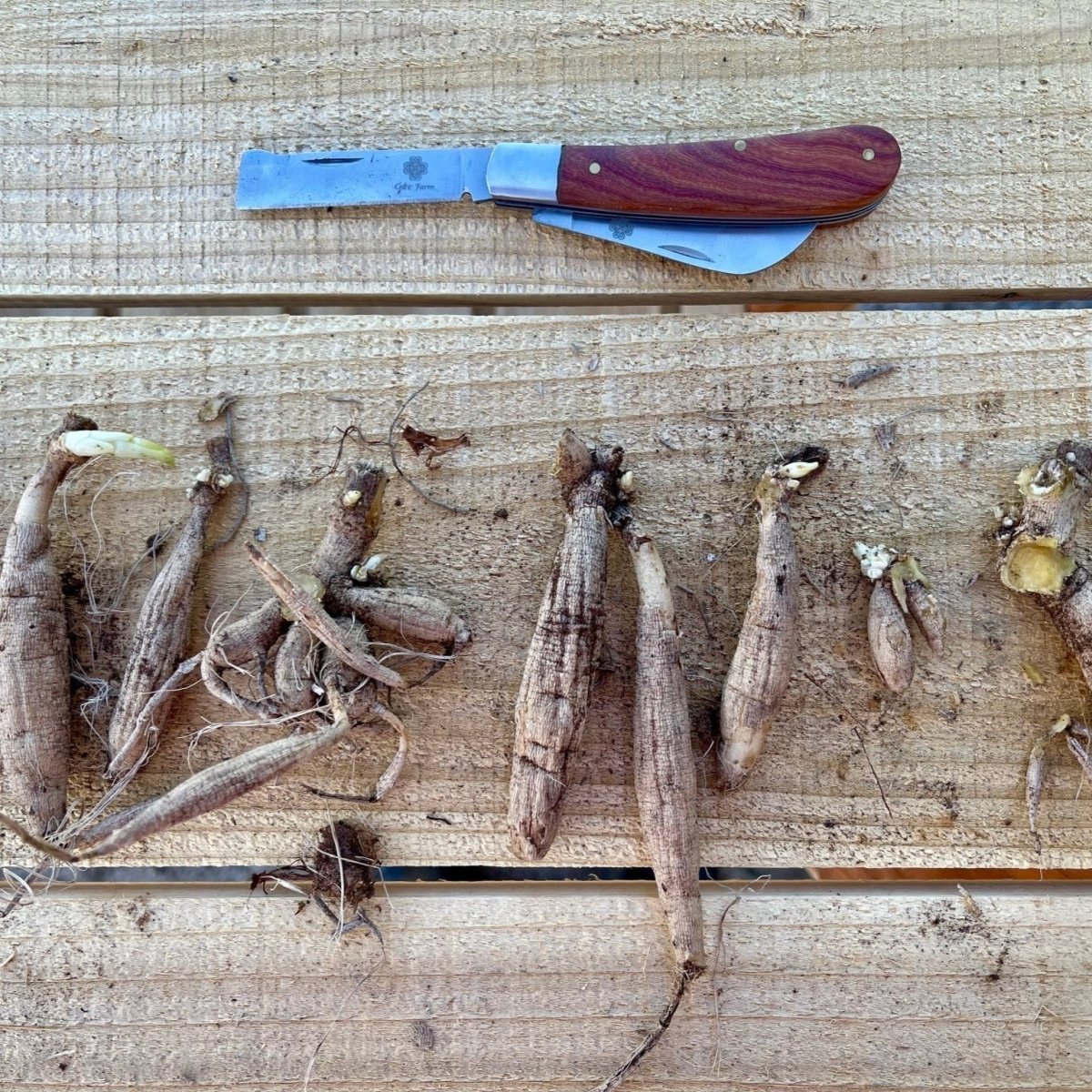 The Professional Gardener's Knife: Your Go - To Tool for Pruning, Grafting, and Propagation - Napa Valley Wildflower Co.