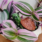 Turtle Ceramic Plant Watering Spike - Napa Valley Wildflower Co.
