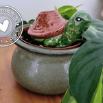 Turtle Ceramic Plant Watering Spike - Napa Valley Wildflower Co.