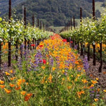 Vineyard Wildflower Seed Super - Blend 750mL - Napa Valley Wildflower Co.