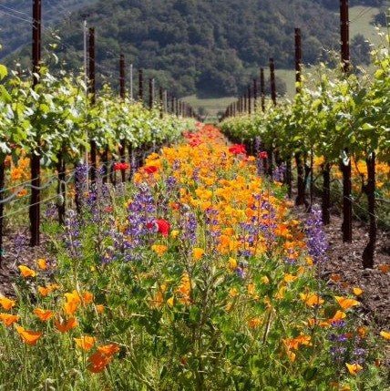 Vineyard Wildflower Seed Super - Blend 750mL - Napa Valley Wildflower Co.