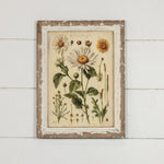 White Daisy Botanical Print on Distressed Wood Frame - Napa Valley Wildflower Co.