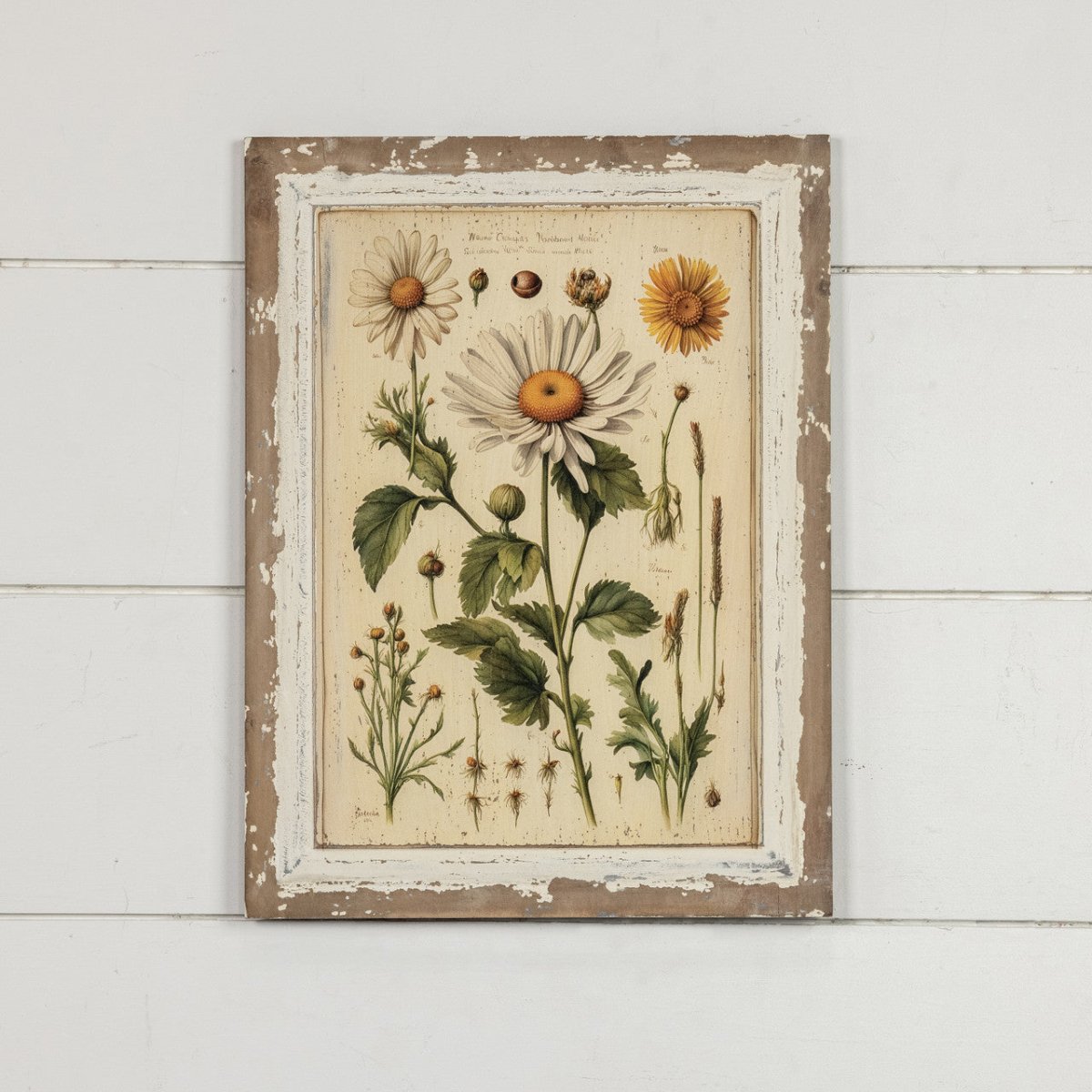 White Daisy Botanical Print on Distressed Wood Frame - Napa Valley Wildflower Co.