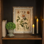 White Daisy Botanical Print on Distressed Wood Frame - Napa Valley Wildflower Co.