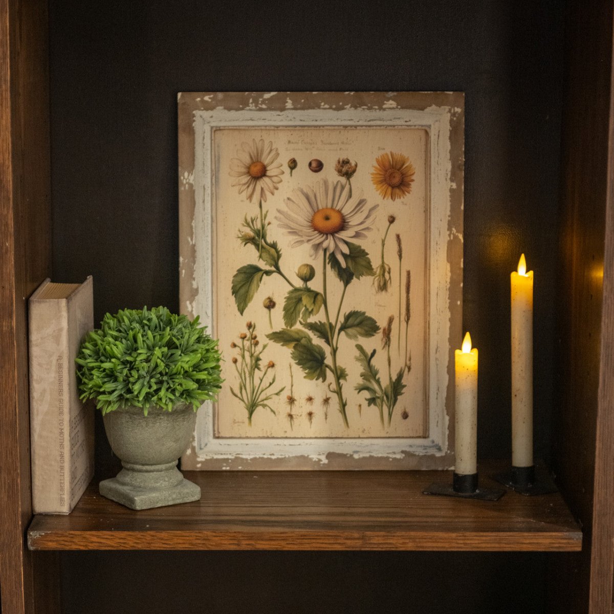 White Daisy Botanical Print on Distressed Wood Frame - Napa Valley Wildflower Co.