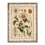 White Daisy Botanical Print on Distressed Wood Frame - Napa Valley Wildflower Co.
