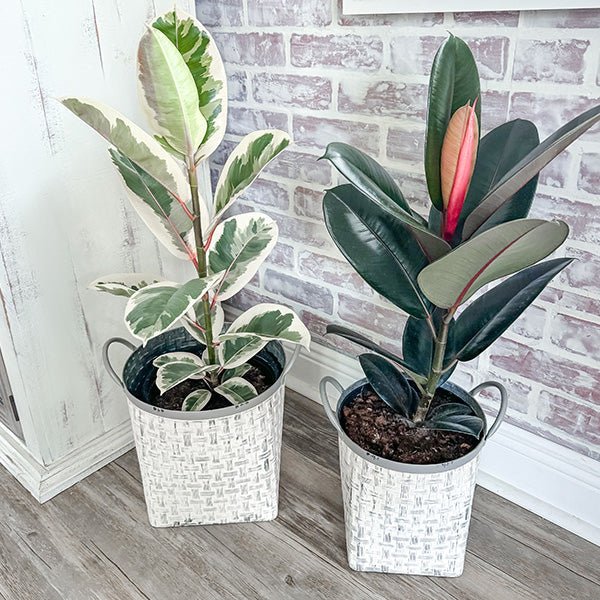 Whitewashed Woven Metal Baskets, Set of 2 - Napa Valley Wildflower Co.